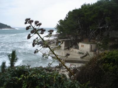 lucica