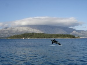 orca1