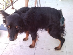 laki1