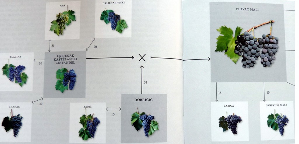 GRK i ZINFANDEL